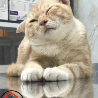 Điều Trị Rận Tai Chó Mèo