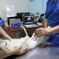 Chứng bí đái viêm xuất huyết tiết niệu ở mèo?