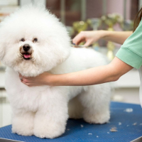SPA LÀM ĐẸP CHO PET